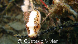 Flamingo Tongue Snail @ Crash Boat by Gustavo Viviani 